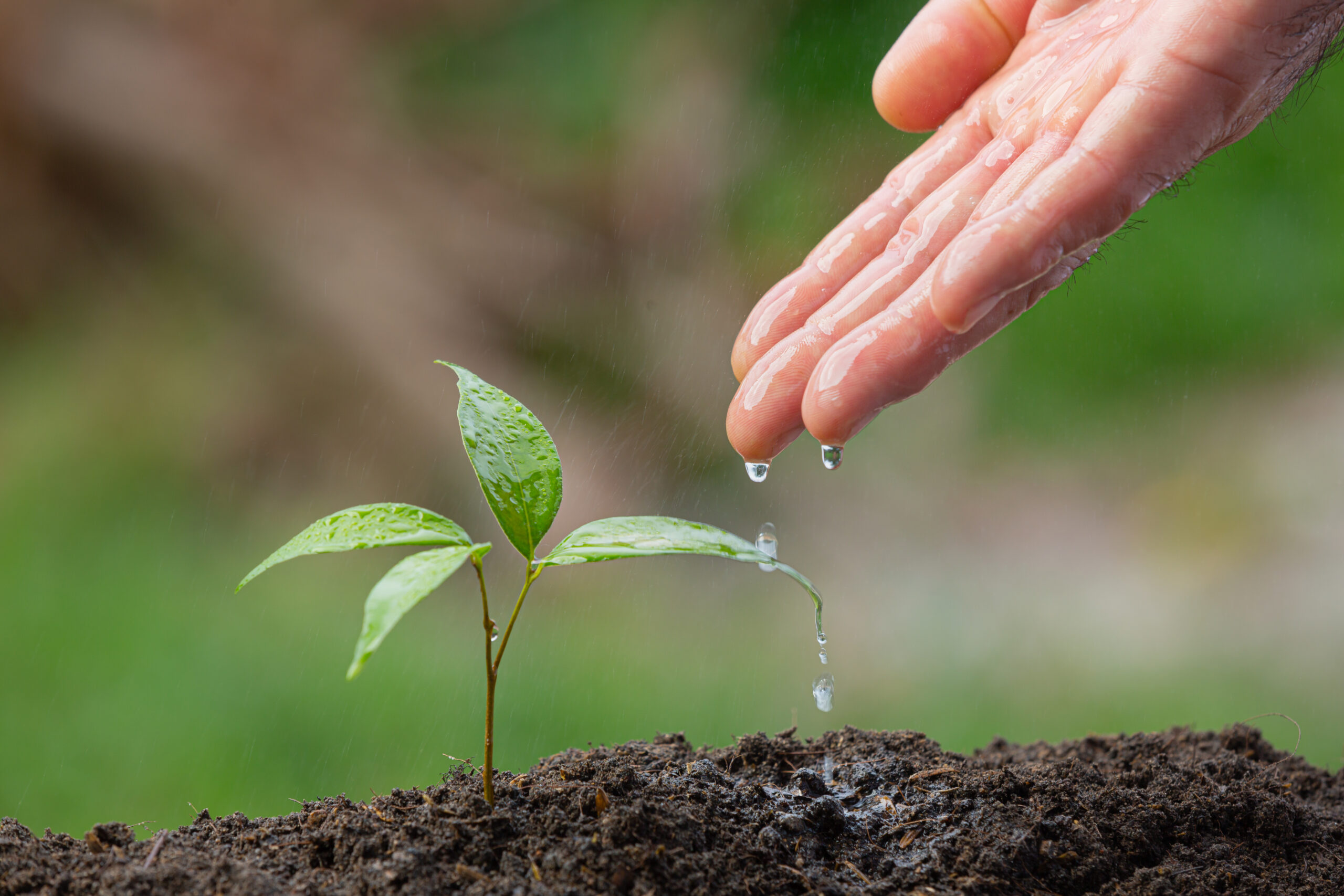 pessoa regando uma planta com a mão, mostrando o conceito de responsabilidade social no agronegócio
