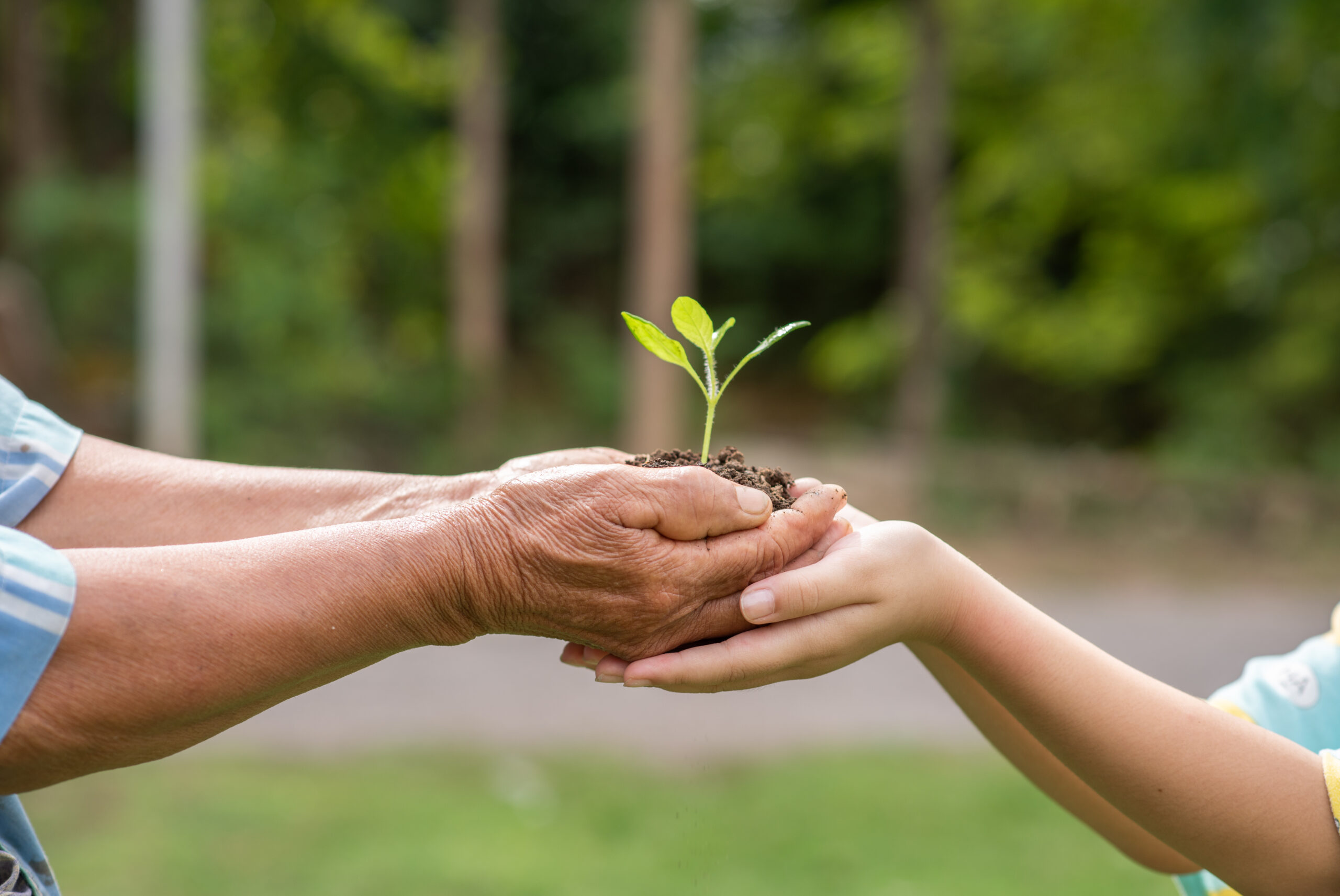 pessoa mais velha entregando uma planta a uma criança, exemplificando a responsabilidade socioambiental
